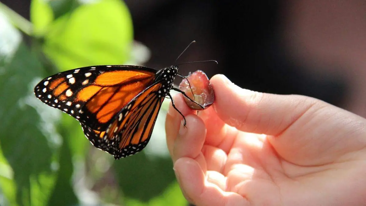 Mariposa Monarca